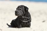 SHAR-PEI 646